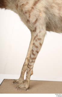 Striped Hyena Hyaena hyaena leg 0039.jpg